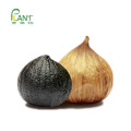 PLANTBIO Natural fermented black garlic extract powder pure black garlic powder